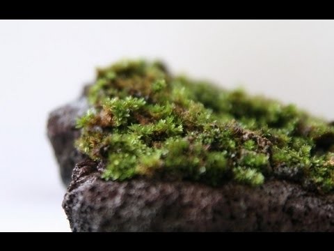 Just Arraived - Star Moss from Singapore