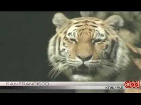 Deadly tiger attack at zoo