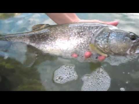 Fly fishing on Marble trout -Idrijca river-Slovenia