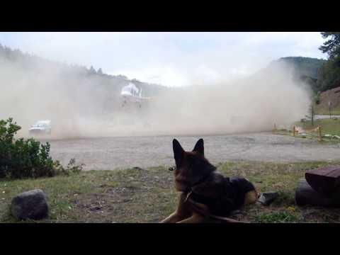 Executive Protection Dog Helicopter CQB K-9