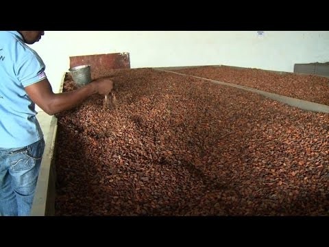 Ebola: rÃ©colte de cacao au goÃ»t amer en Sierra Leone