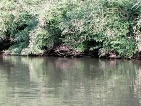 sul_fiume_Gambia__nel_parco_nazionale_di_Niokolo_Koba