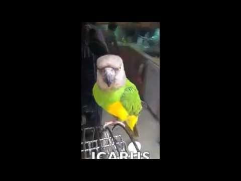 Tucker the Dog vs. Icarus the Senegal Parrot