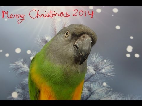 Electra my Senegal gets a Christmas Toy 2014