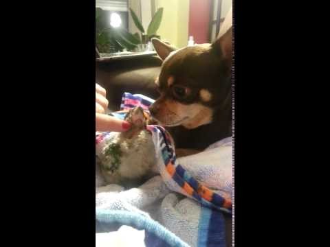 Adorable friendship between dog and baby parrot