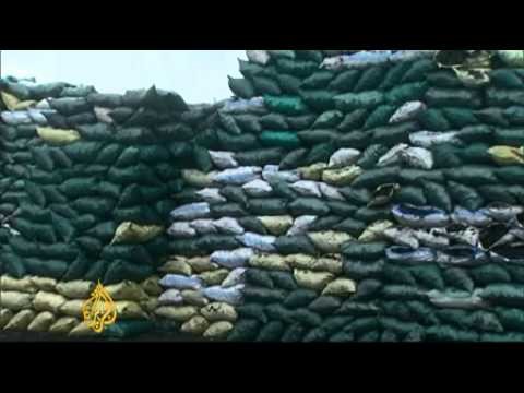 Somalia's forests pay the price for illegal charcoal trade