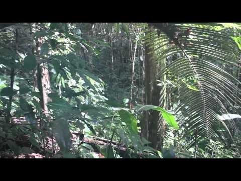 Jungle Expeditie Suriname ( Deel I )