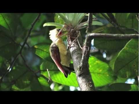 woodpecker Suriname 2012