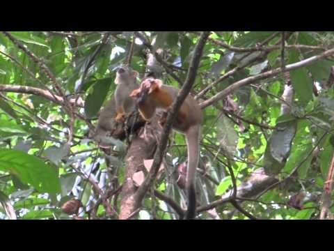 Monkey eats bird Suriname