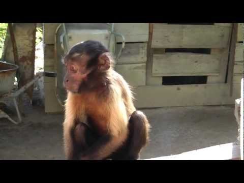 schattig aapje / cute monkey / sÃ¼ÃŸer Affe in Suriname