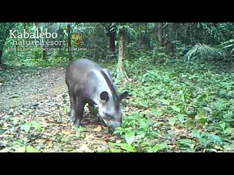 Kabalebo Nature Resort - animal spotting