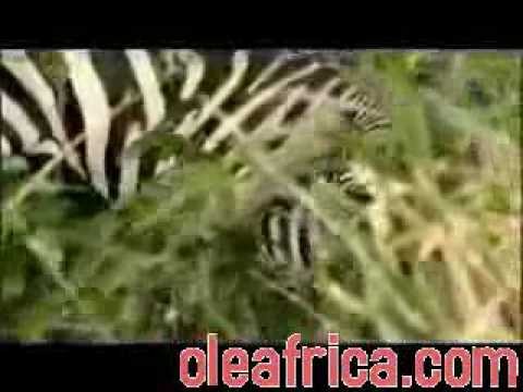 Watch how a zebra out battles a lioness!!!!!!!