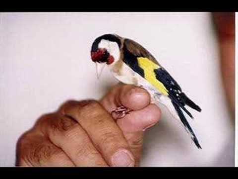 Chant de chardonneret parva , Goldfinch (the best) part(1)