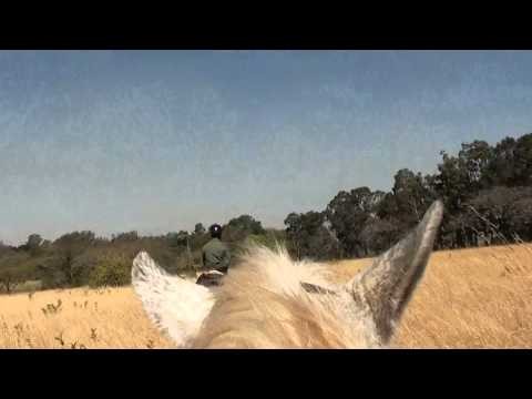Piano equino -Soggettiva del cavallo in Swaziland.