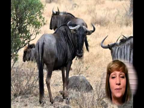 Swaziland Safari South Africa Wildebeest