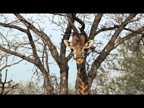 South Africa 2013 - Safari!