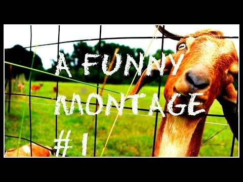 A Funny Montage Goat Simulator #1