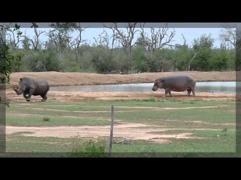 Hippo scares away threatening Rhino