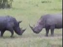 White Rhino Fight