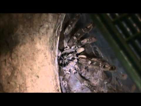 Heteroscodra Maculata-Togo Starburst Baboon Feeding