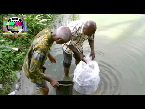 RÃ©ception d'alevins offerts par Isabelle Ameganvi dans une pisculture du K