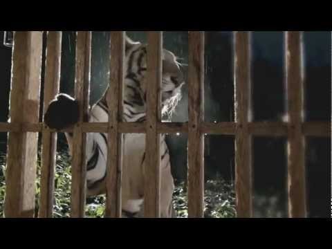Tiger vs. 3.5 Million Toothpicks | We Protect Us | AVG