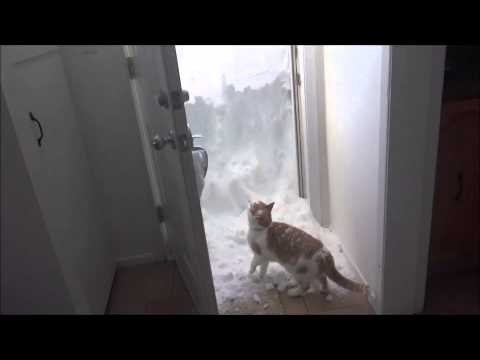 Cat Tries to Dig through Snow Drift