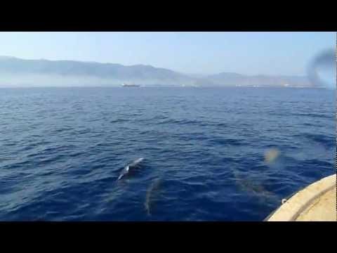 Dolphin Encounter near Dili