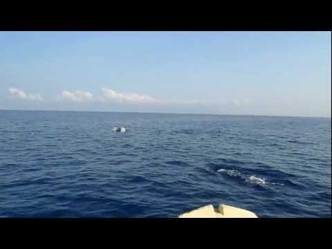 Dolphin Encounter near Dili
