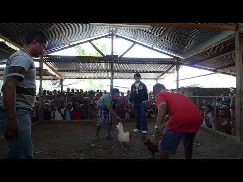 Cockfight in Dili