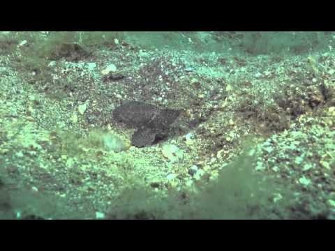 Cockatoo Wasp Fish - Dive Timor Lorosae