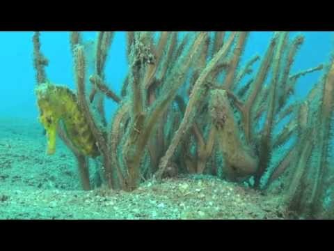 Two Seahorses - Dive Timor Lorosae