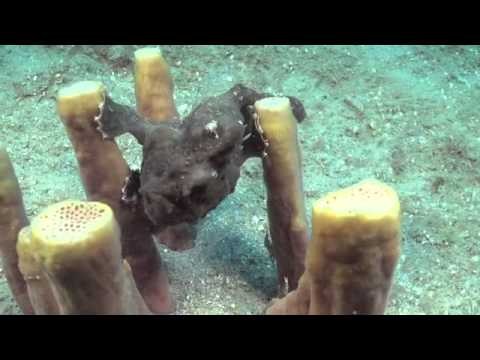 Frogfish - Dive Timor Lorosae