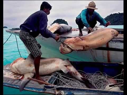 Shark Finning; Evil and Shameful Practice