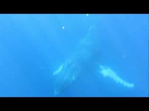 20120728 Humpback whales