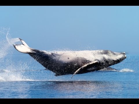 Levitating Whale