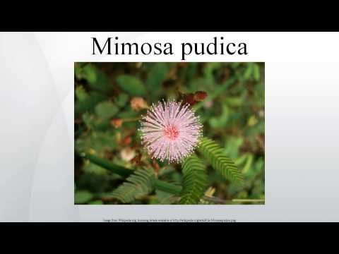 Mimosa pudica - Wiki Article