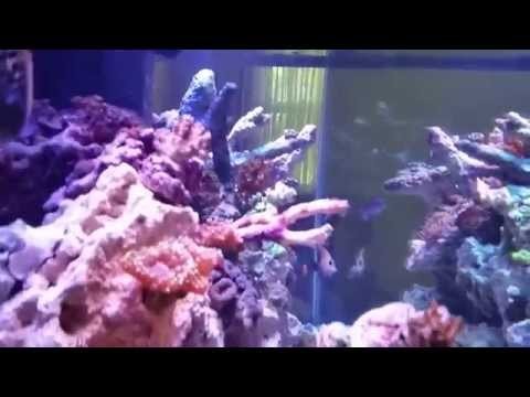 100 gallon reef aquascape