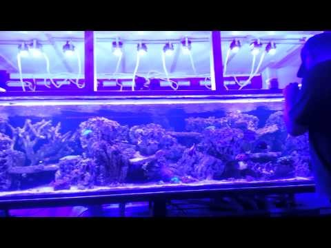 my home 10 foot reef to be