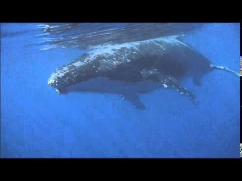 How cool is that! Swimming with Humpback whale in Tongatapu