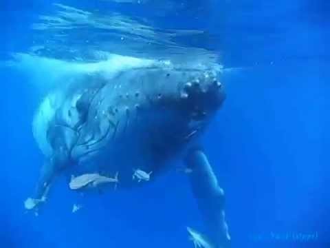 Humpback Whale in the Kingdom of Tonga