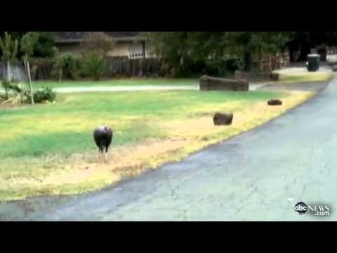 Wild Turkey Chases ABC News Producer Video From - ABC News