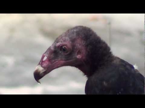 Turkey Vulture Super Hi-Def Head Shots ~ Dedicated to Janeth of Dumaguete {