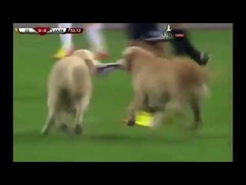 Football Match in Dogs Turkey