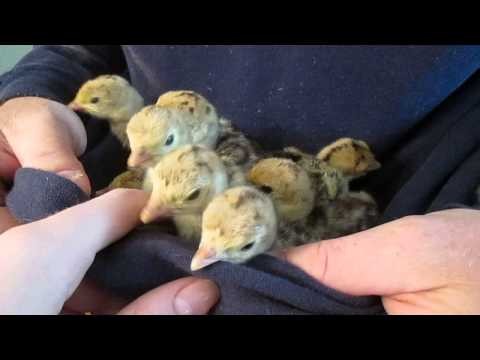 Day old Turkey Chicks