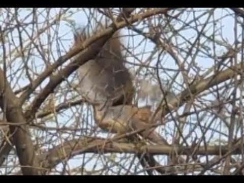 Laughing Indian Dove Hunting With Air Rifle