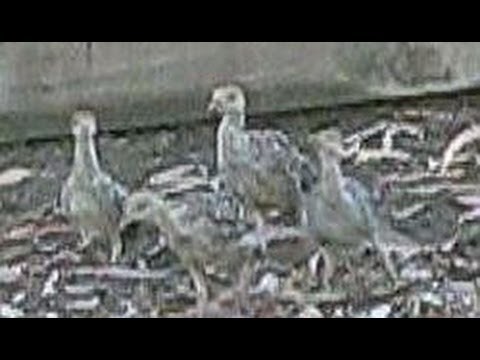 Wild Baby Turkeys Come for Water