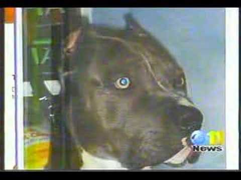 Illegal dogfights in Alaska