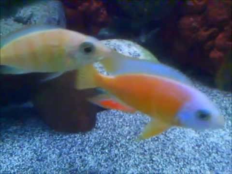 Protomelas steveni \Taiwan Reef Albino\