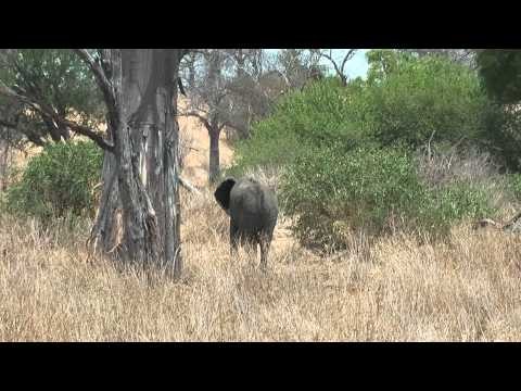 Ruaha National Park - Elephants grazing